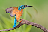 Image. Eisvogel