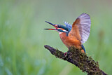 Image. Eisvogel