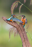 Image. Eisvogel