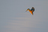 Image. Eisvogel
