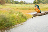Image. Eisvogel