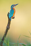 Image. Eisvogel