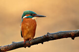 Image. Eisvogel