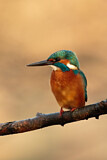 Image. Eisvogel