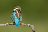 Image. Eisvogel