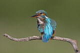 Image. Eisvogel