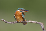 Image. Eisvogel