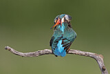 Image. Eisvogel