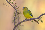 Image. Elegant Parrot