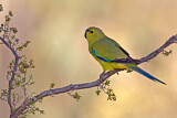 Image. Elegant Parrot