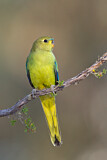 Image. Elegant Parrot