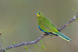 Image. Elegant Parrot