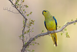 Image. Elegant Parrot