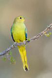 Image. Elegant Parrot