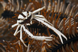 Image. Elegant Squat Lobster