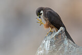 Image. Eleonora's Falcon