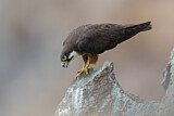 Image. Eleonora's Falcon