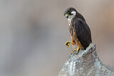 Image. Eleonora's Falcon