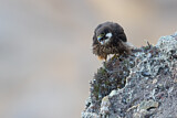 Image. Eleonora's Falcon
