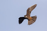 Image. Eleonora's Falcon