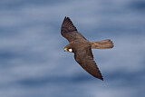 Image. Eleonora's Falcon
