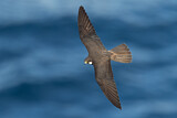 Image. Eleonora's Falcon