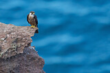 Image. Eleonora's Falcon