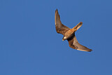Image. Eleonora's Falcon