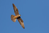 Image. Eleonora's Falcon