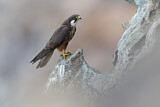 Image. Eleonora's Falcon