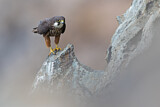 Image. Eleonora's Falcon