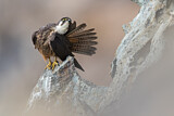 Image. Eleonora's Falcon