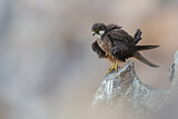 Image. Eleonora's Falcon
