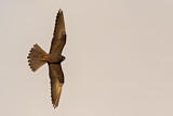 Image. Eleonora's Falcon