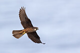 Image. Eleonora's Falcon