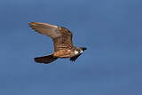 Image. Eleonora's Falcon