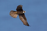 Image. Eleonora's Falcon