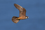 Image. Eleonora's Falcon