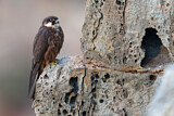 Image. Eleonora's Falcon