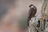 Image. Eleonora's Falcon