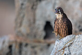 Image. Eleonora's Falcon