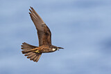 Image. Eleonora's Falcon