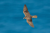 Image. Eleonora's Falcon