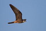 Image. Eleonora's Falcon