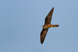 Image. Eleonora's Falcon