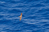 Image. Eleonora's Falcon