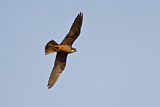 Image. Eleonora's Falcon
