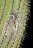 Image. Elf Owl