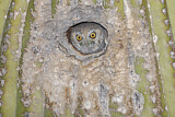 Image. Elf Owl