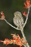 Image. Elf Owl